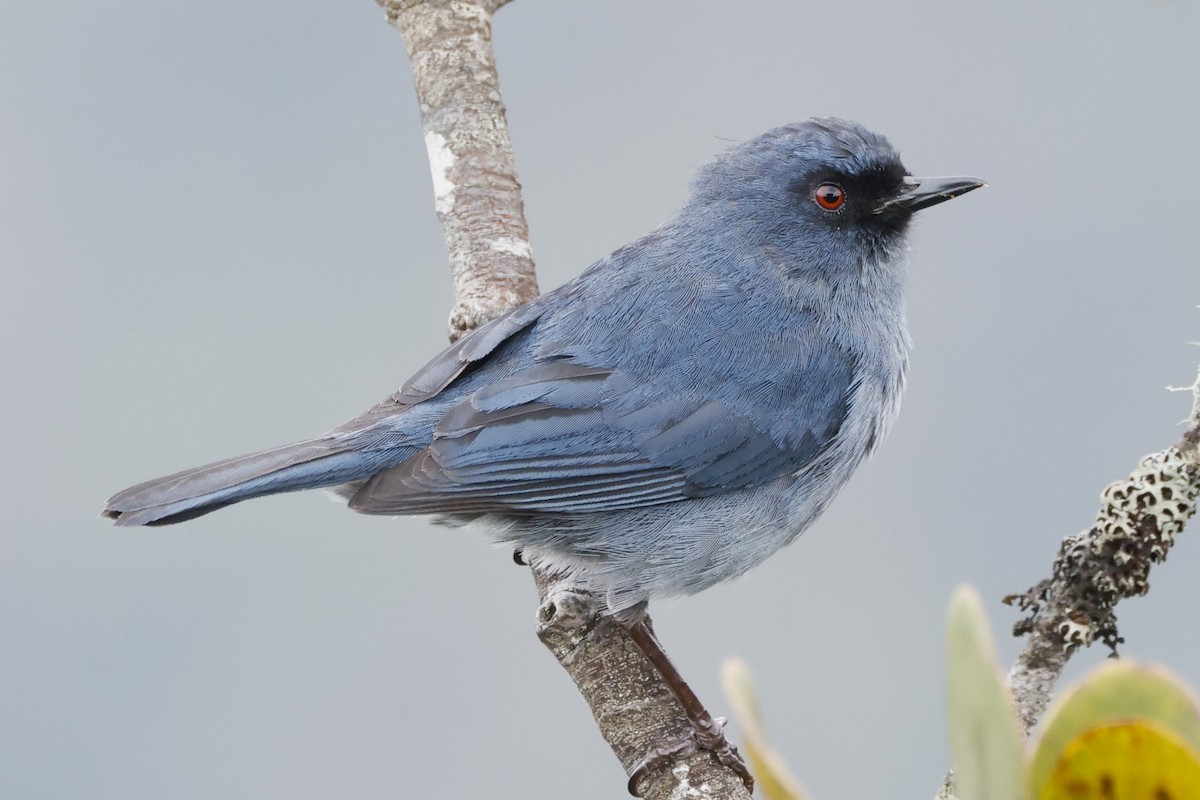 Bluish Flowerpiercer - ML611481642