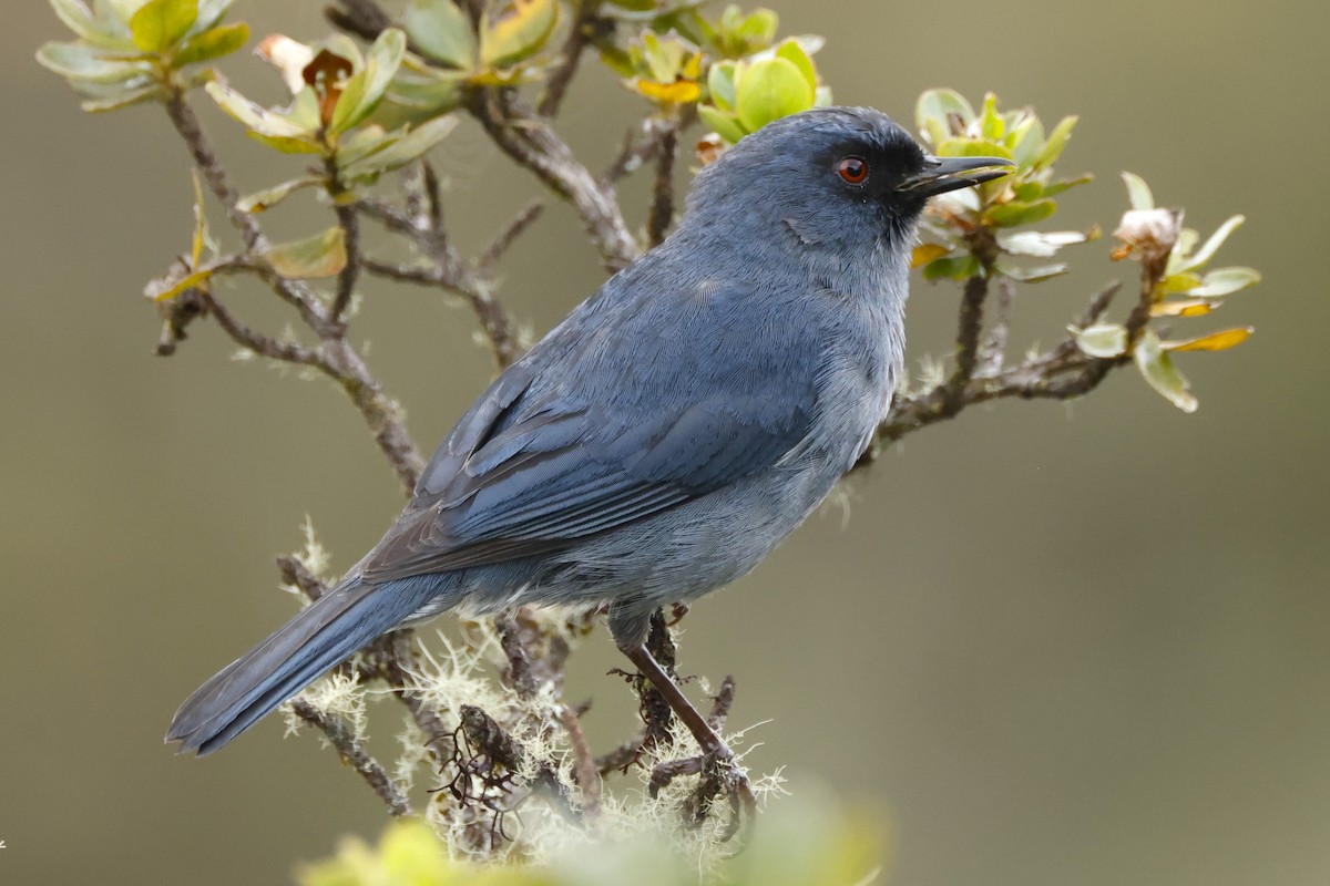 Bluish Flowerpiercer - ML611481645