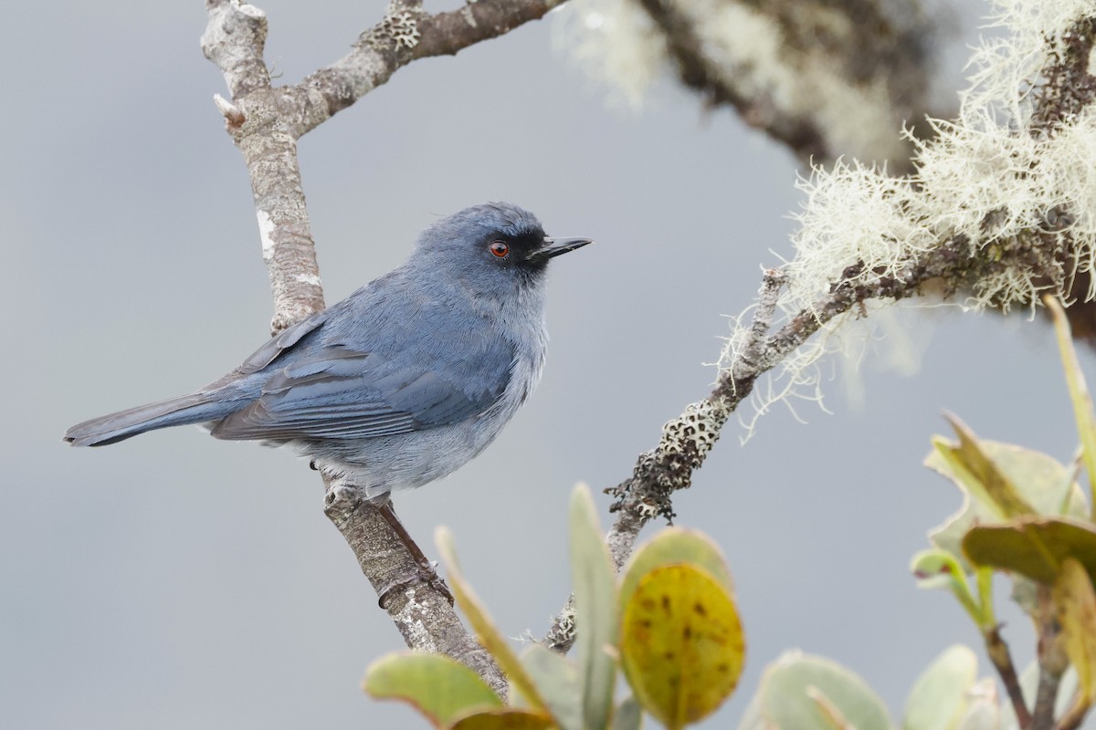 Bluish Flowerpiercer - ML611481646