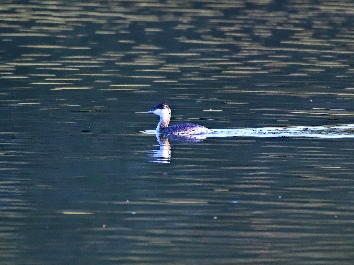 Horned Grebe - Brett Bickel