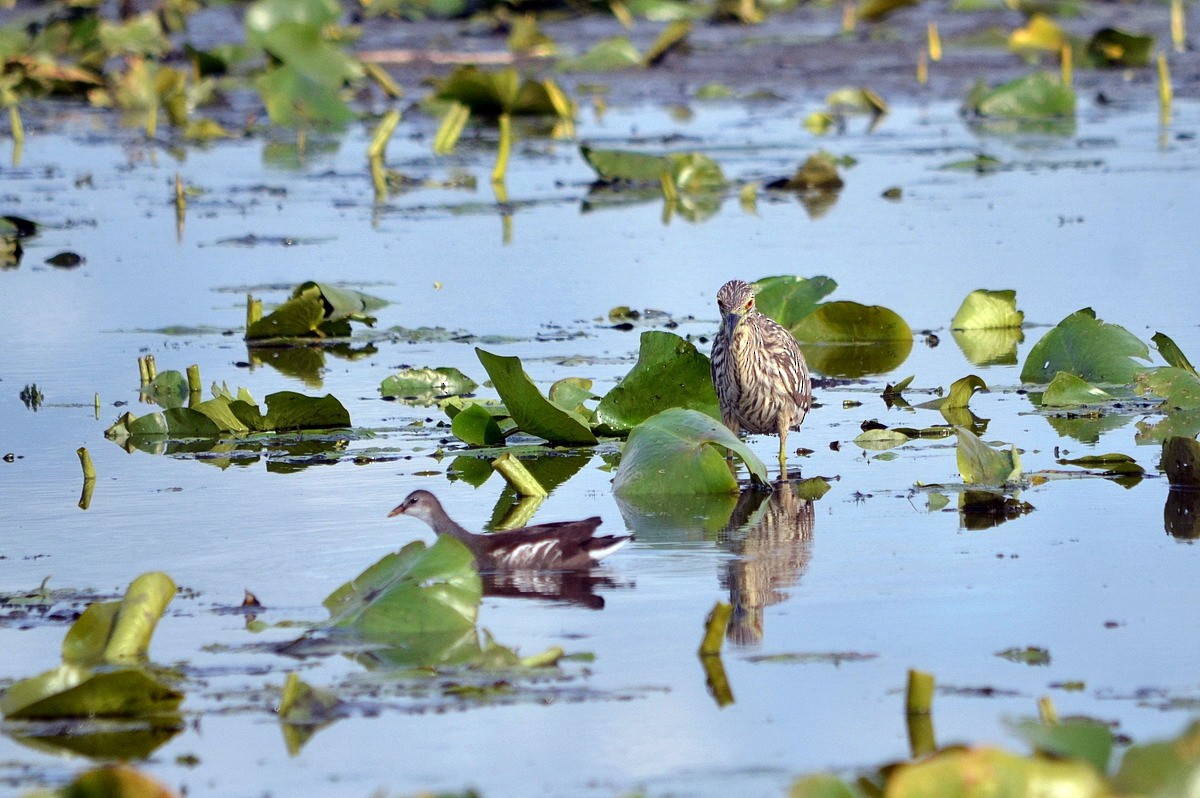 Black-crowned Night Heron - ML611481779