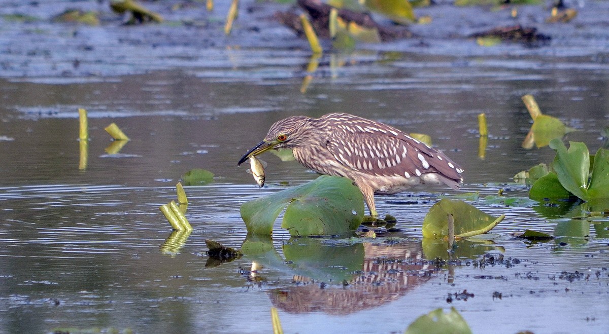 Black-crowned Night Heron - ML611481791