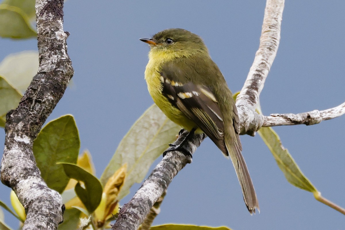 Orange-banded Flycatcher - ML611481852