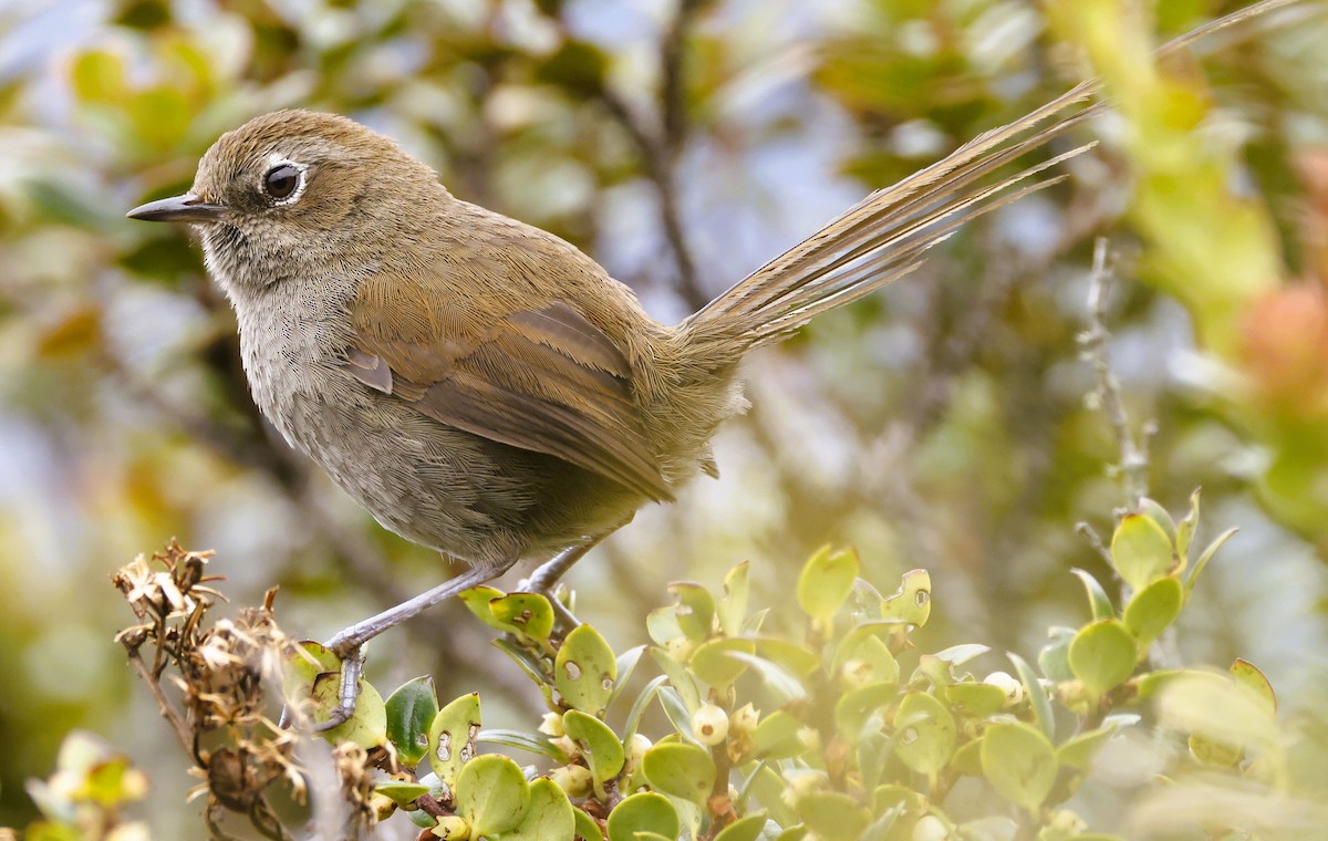 Mouse-colored Thistletail - ML611481871