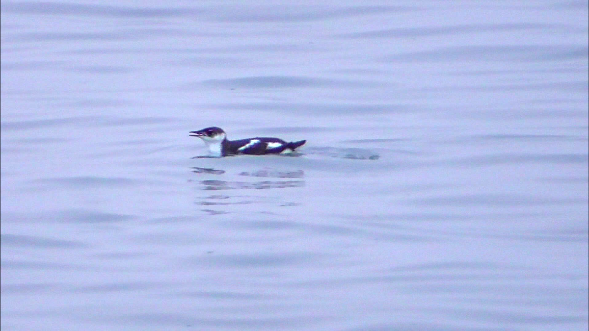 Guillemot marbré - ML611481879