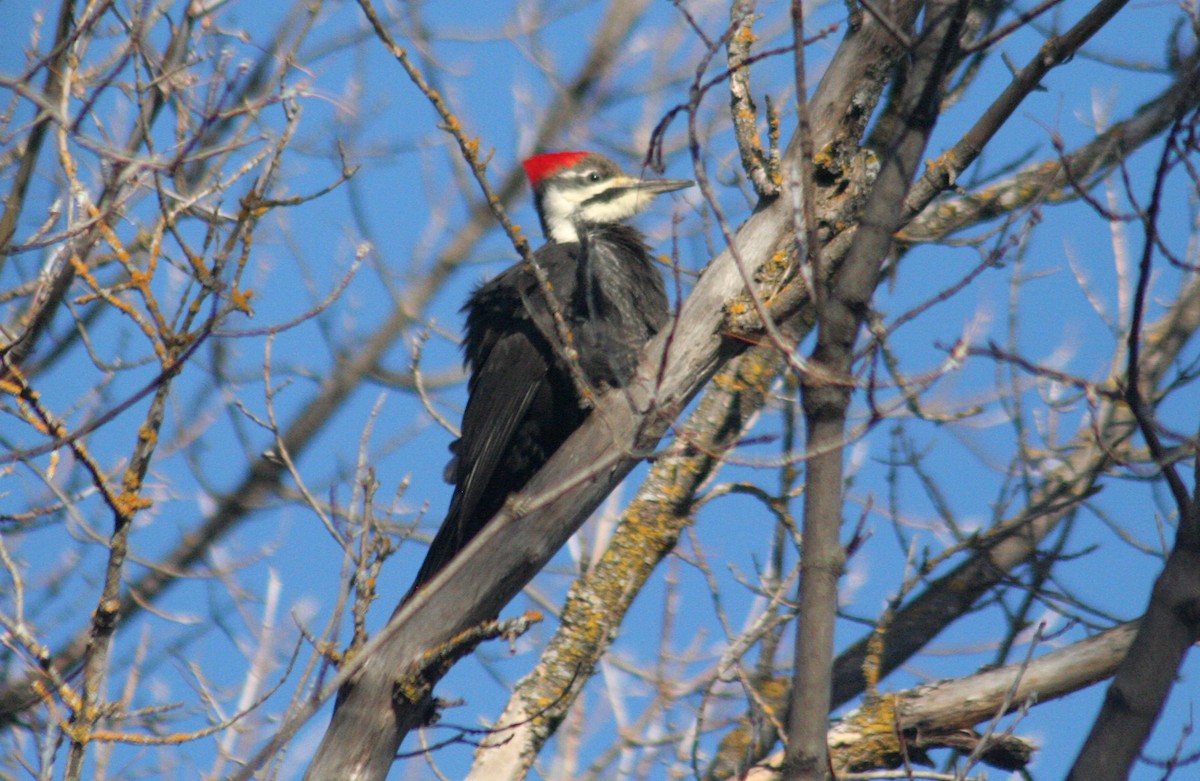 Pileated Woodpecker - Charlie Anich
