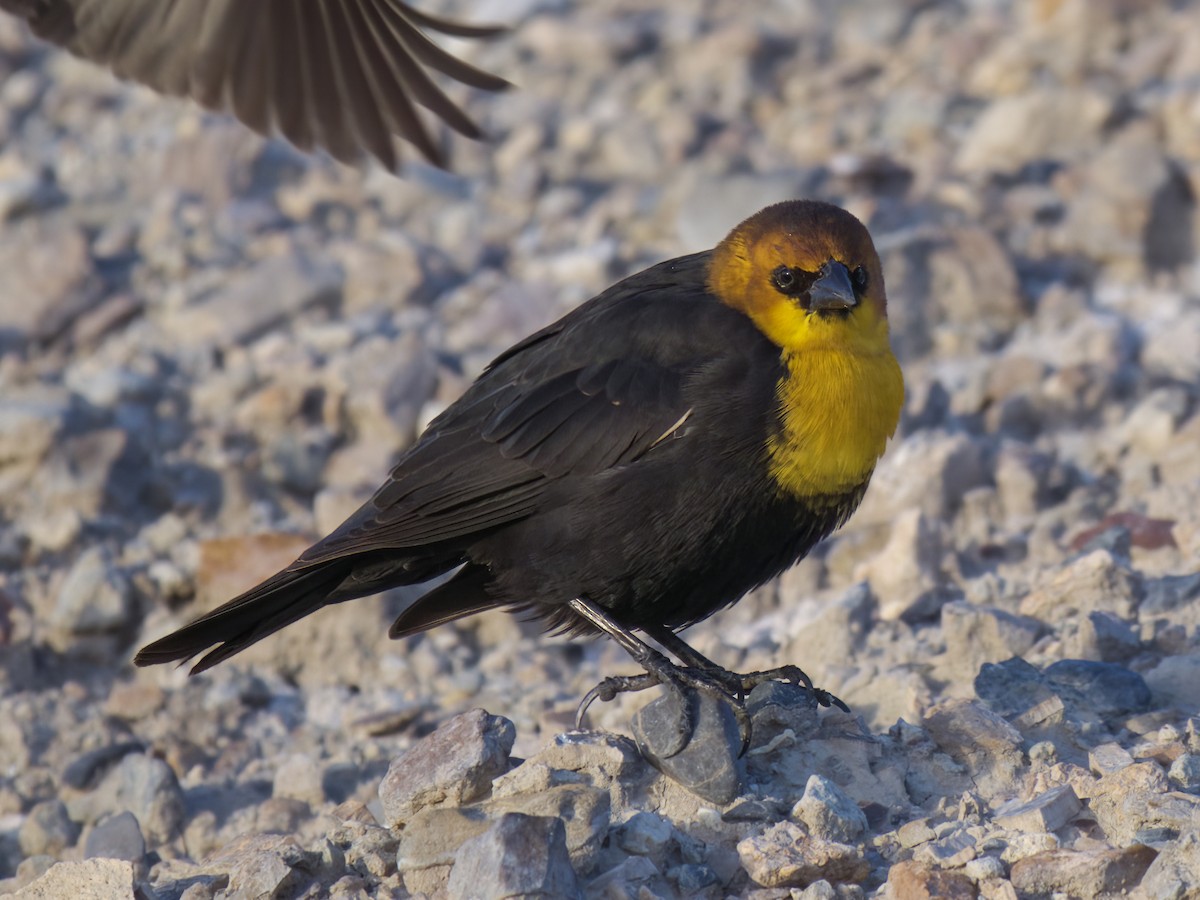 Yellow-headed Blackbird - ML611482100