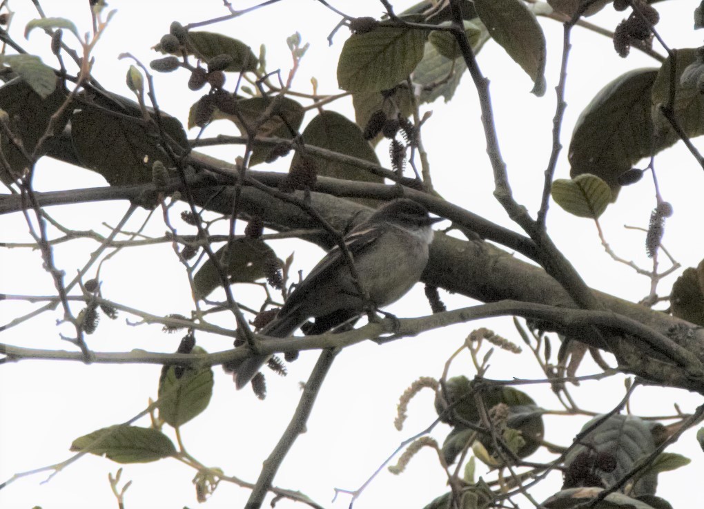 White-throated Tyrannulet - ML61148211