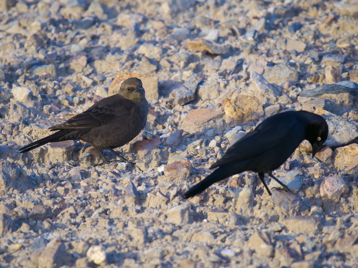 Brewer's Blackbird - ML611482127