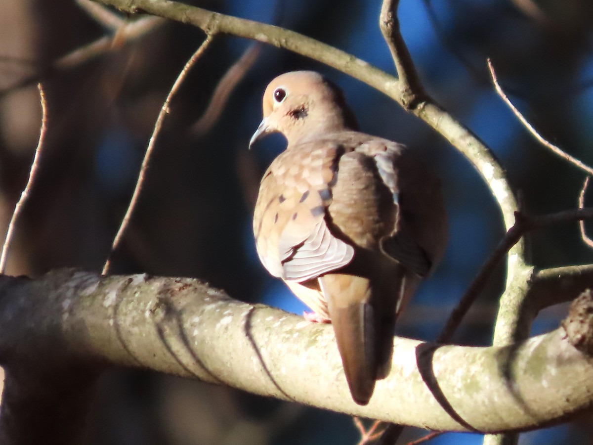 Mourning Dove - ML611482220