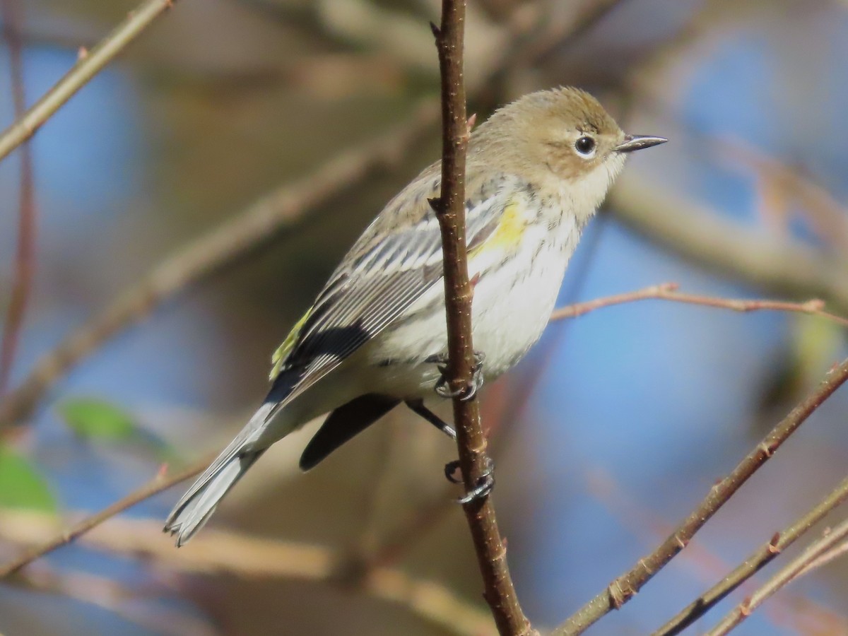 Yellow-rumped Warbler - ML611482245