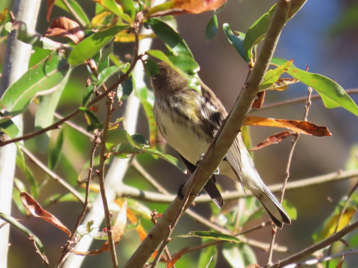 Yellow-rumped Warbler - ML611482246