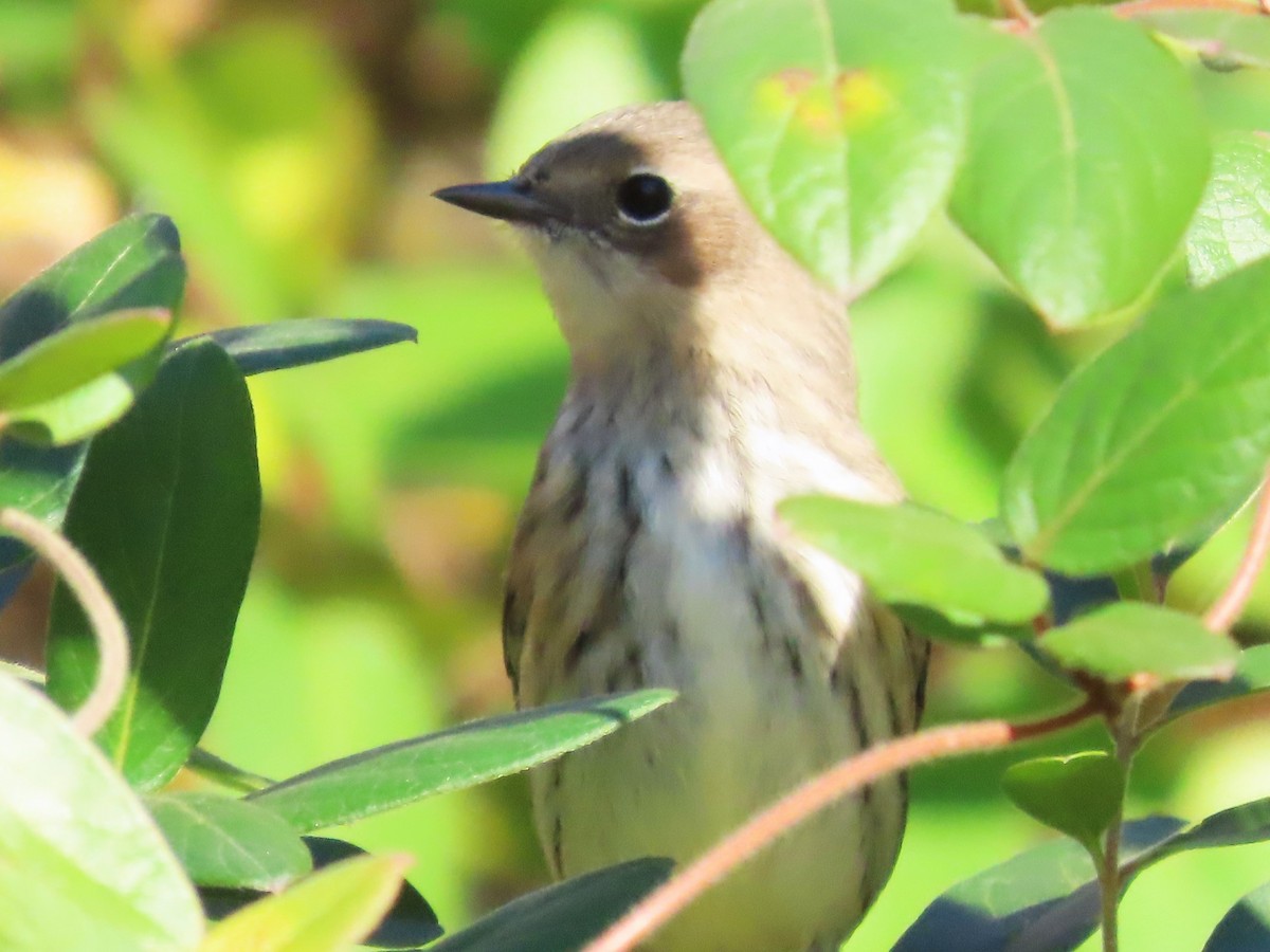 Yellow-rumped Warbler - ML611482247