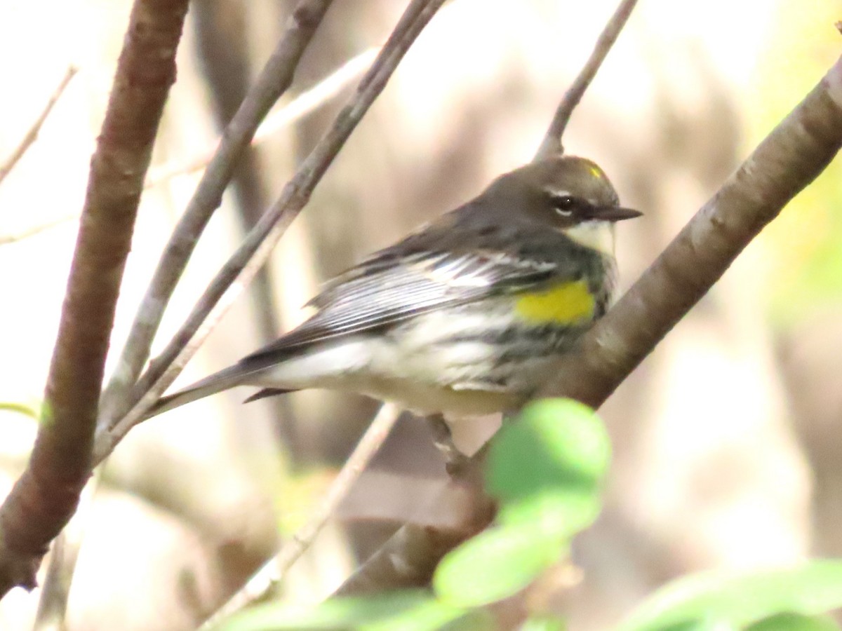 Yellow-rumped Warbler - ML611482248