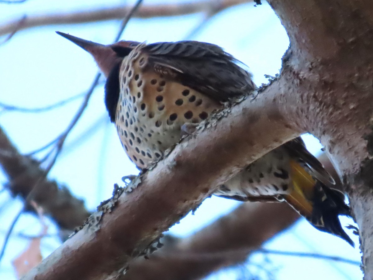 Northern Flicker - ML611482262