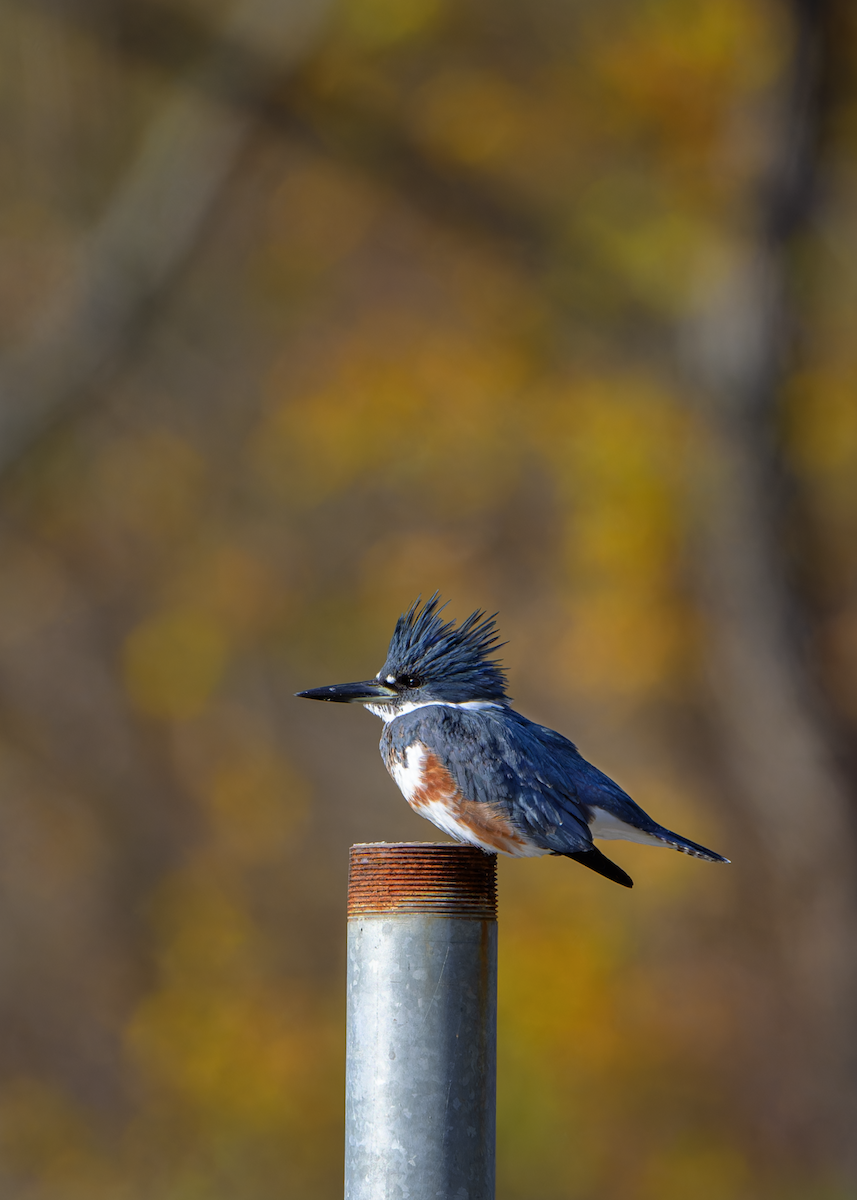 Belted Kingfisher - ML611482329