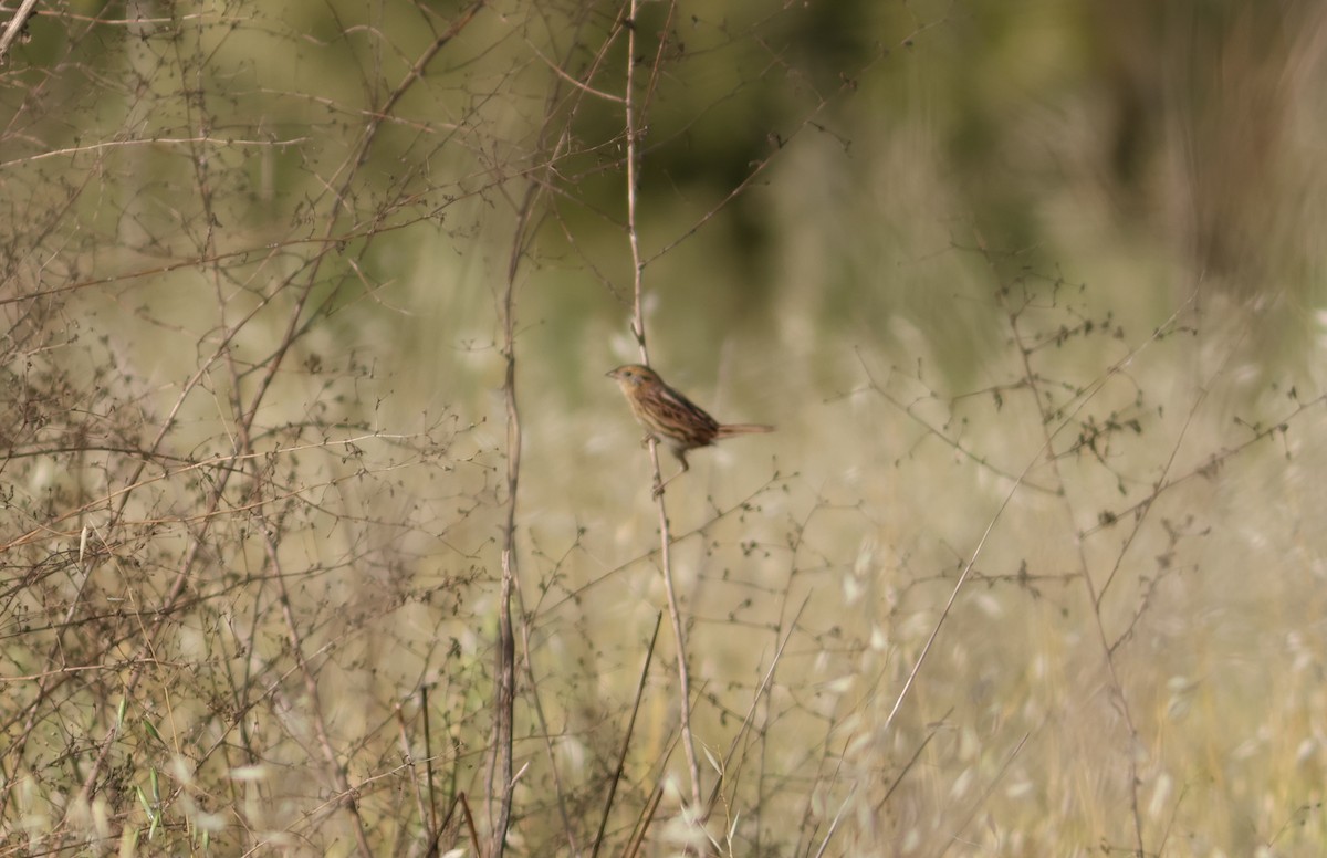 LeConte's Sparrow - ML611482337