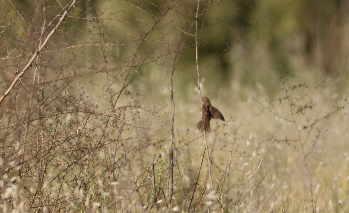 LeConte's Sparrow - ML611482338