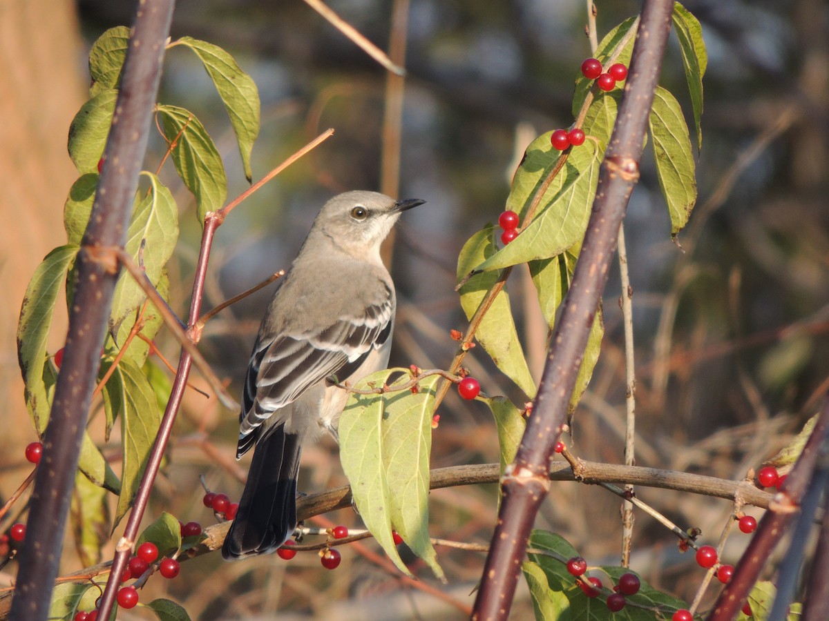 Northern Mockingbird - ML611482356