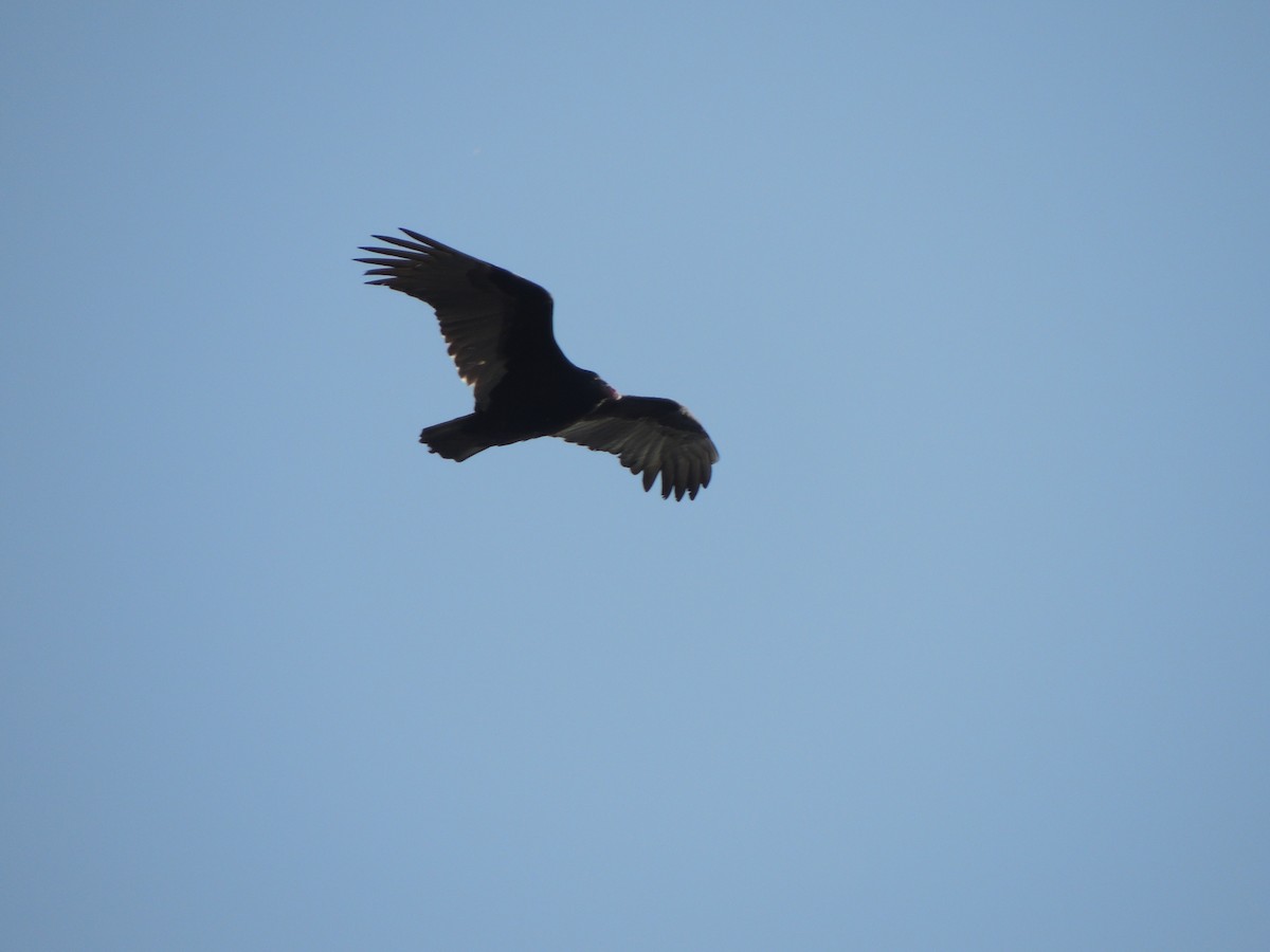 Turkey Vulture - ML611482374