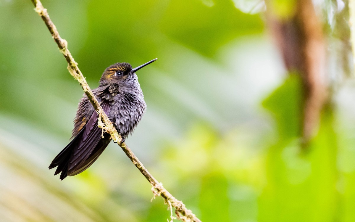 Hoary Puffleg - ML611482388