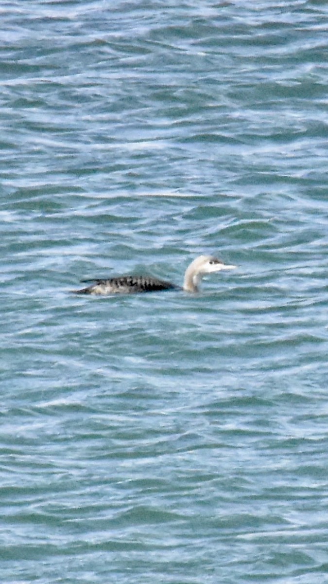 Pacific Loon - Alicia Arnold 🦩