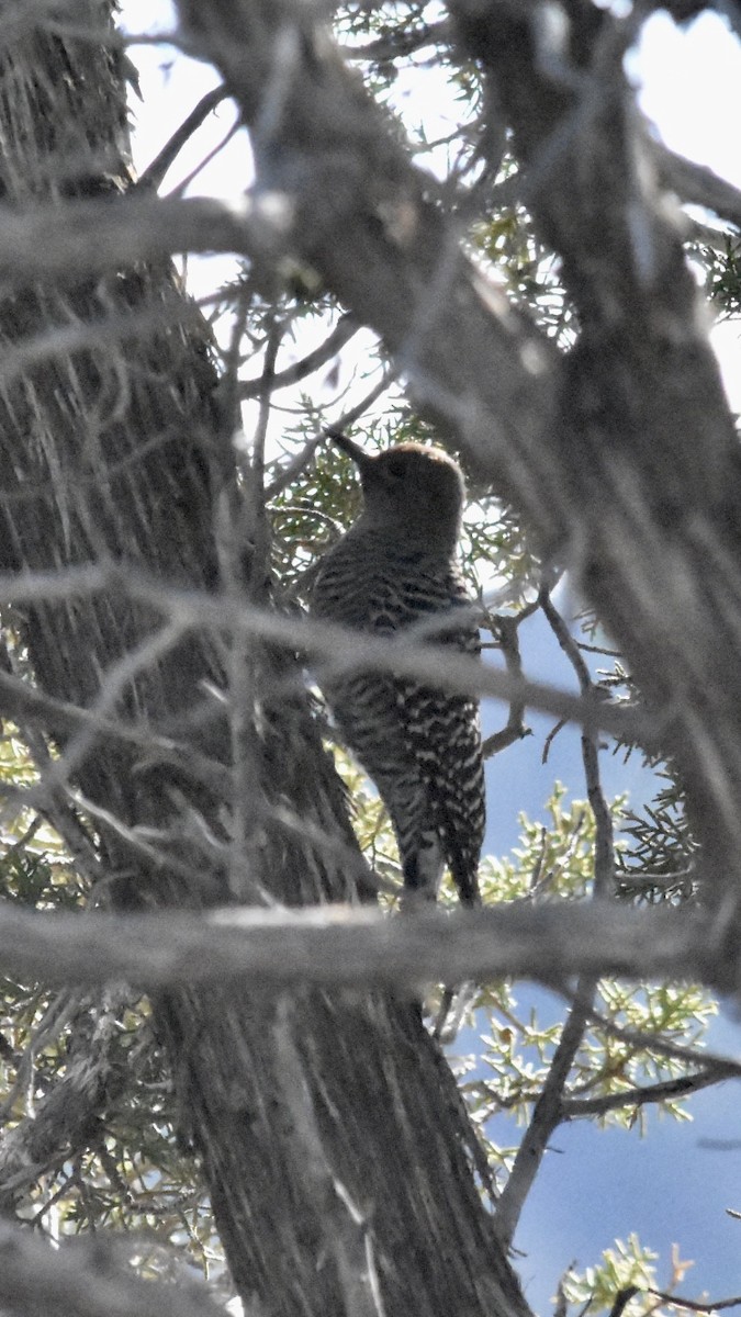 Williamson's Sapsucker - ML611482543