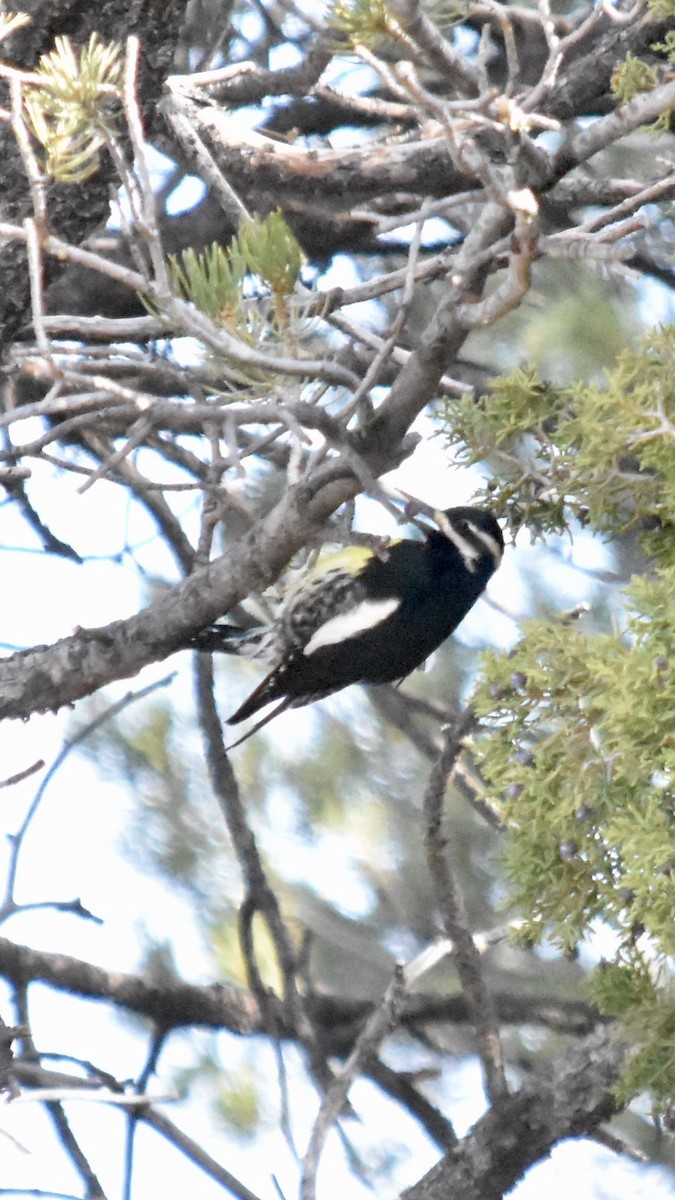 Williamson's Sapsucker - ML611482544