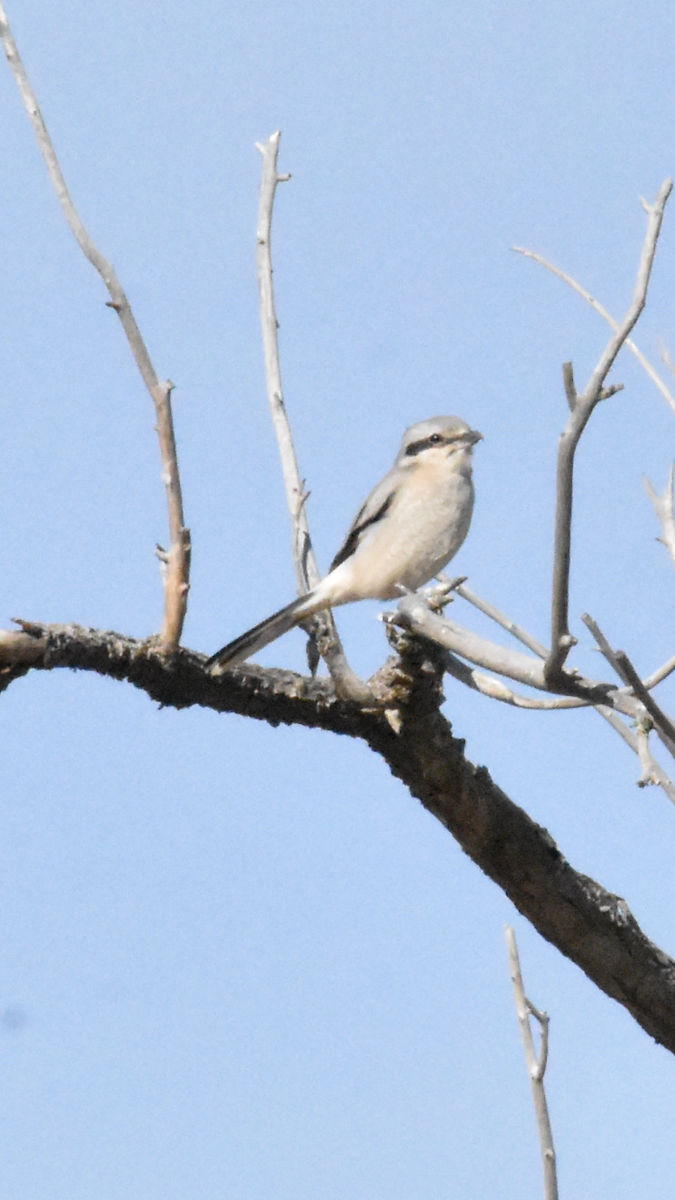 Northern Shrike - ML611482550