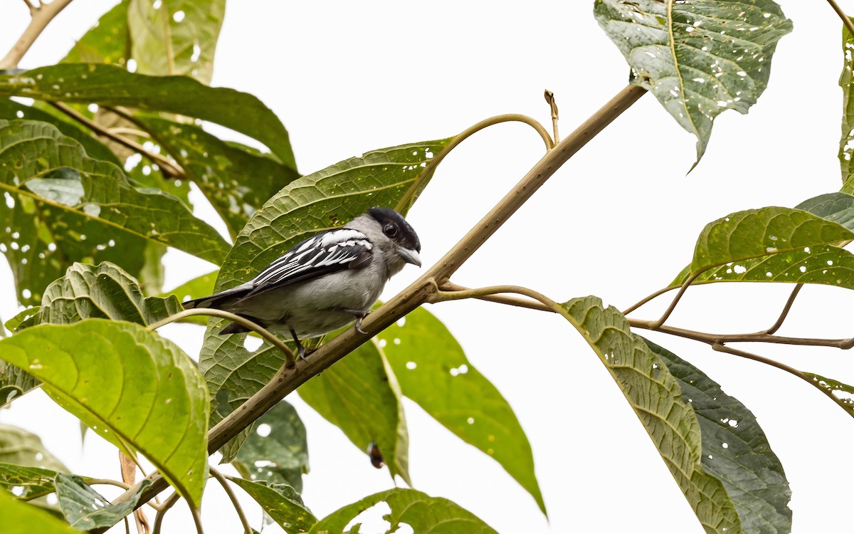 White-winged Becard - ML611482558