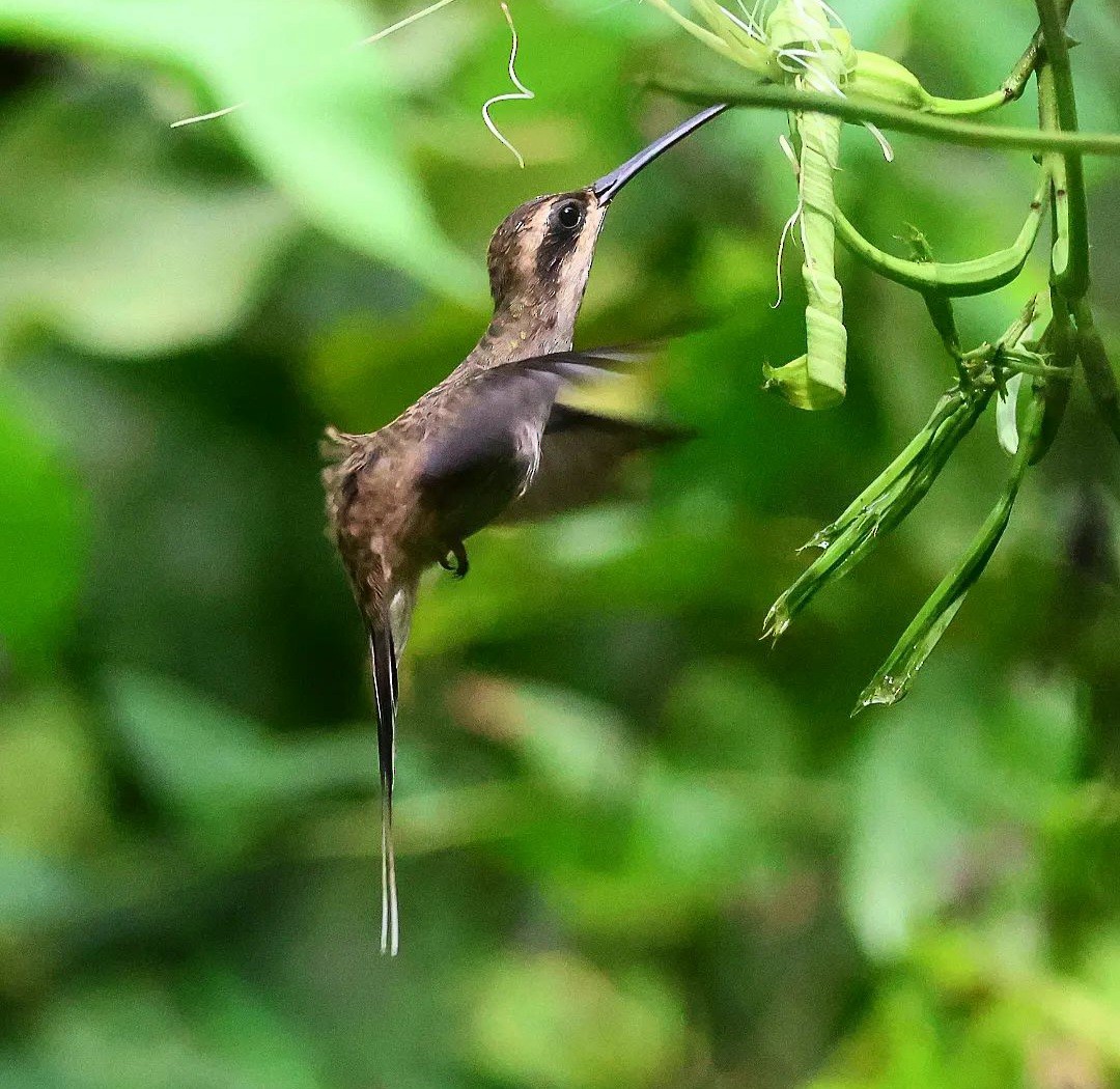 Açık Karınlı Hermit - ML611482624