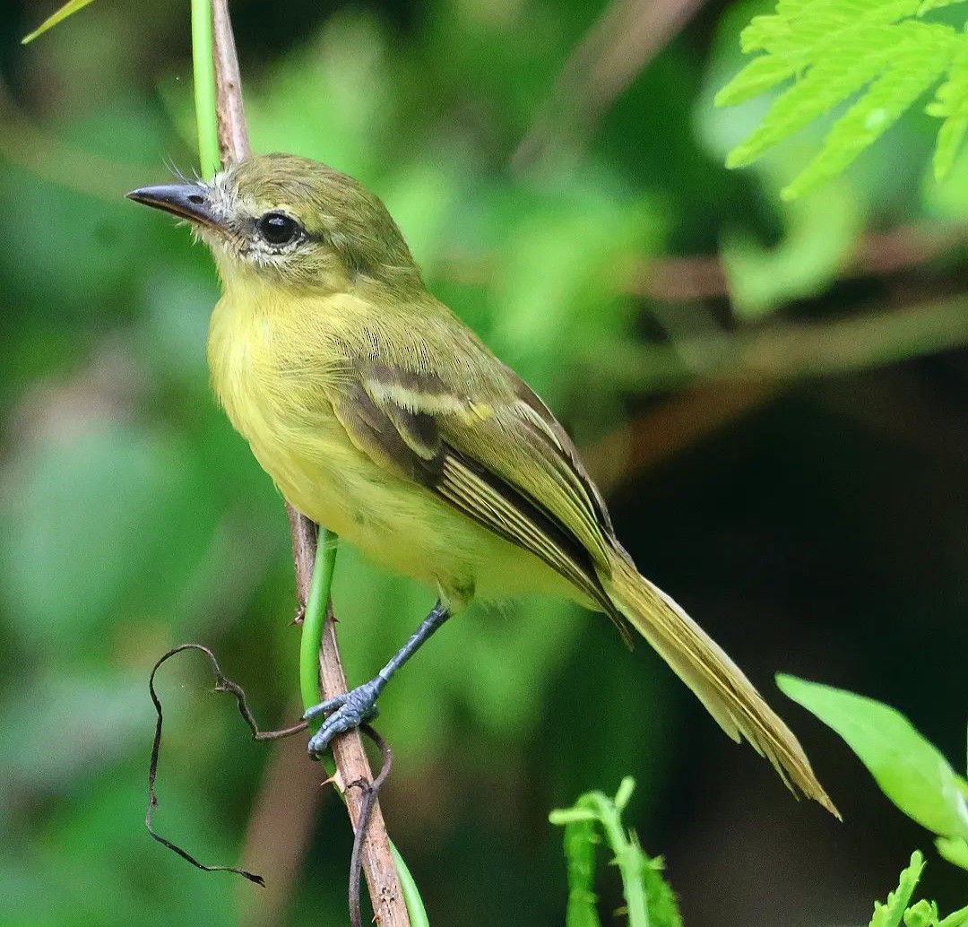 Yellow Tyrannulet - ML611482636