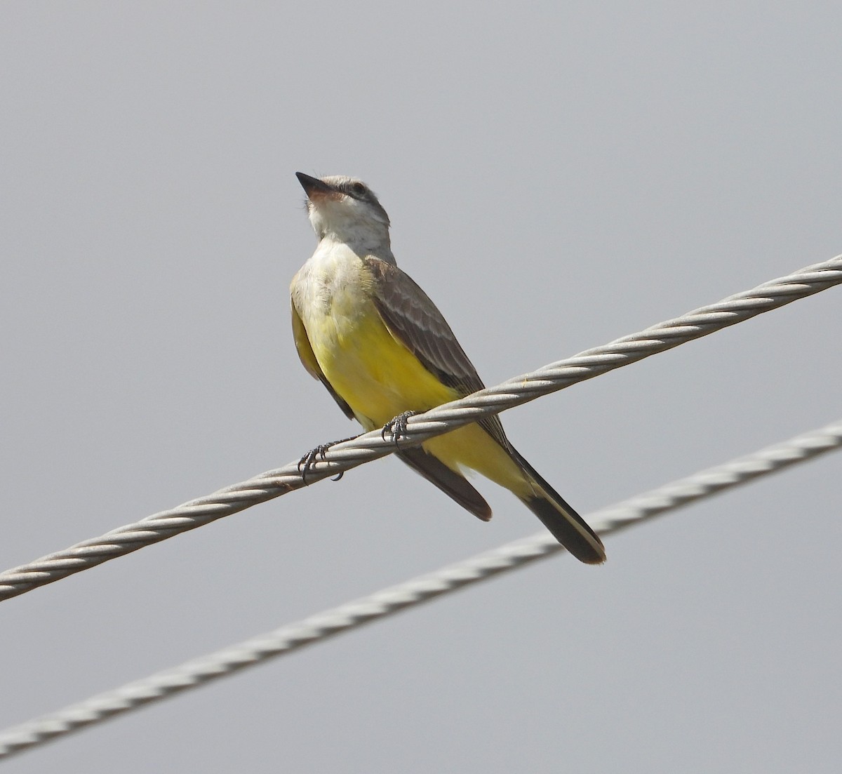 Western Kingbird - ML611482665