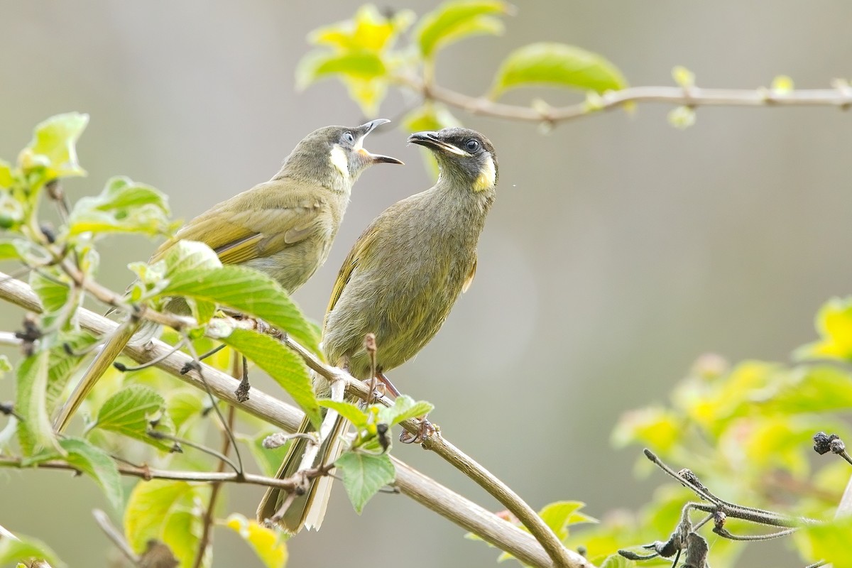 Lewin's Honeyeater - ML611482773