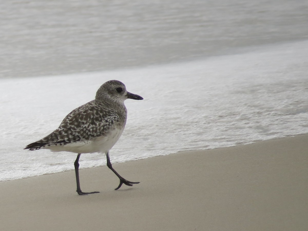 Black-bellied Plover - Tim Carney