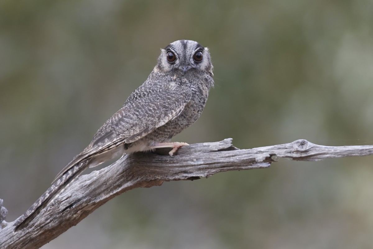 Australian Owlet-nightjar - Bill O’Brien