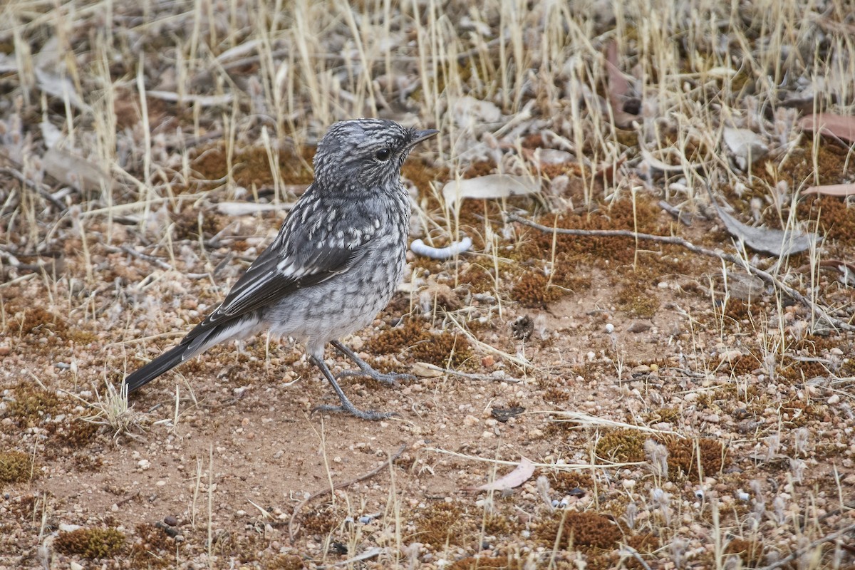 Hooded Robin - ML611482825