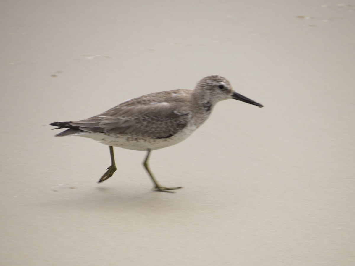 Red Knot - ML611482843