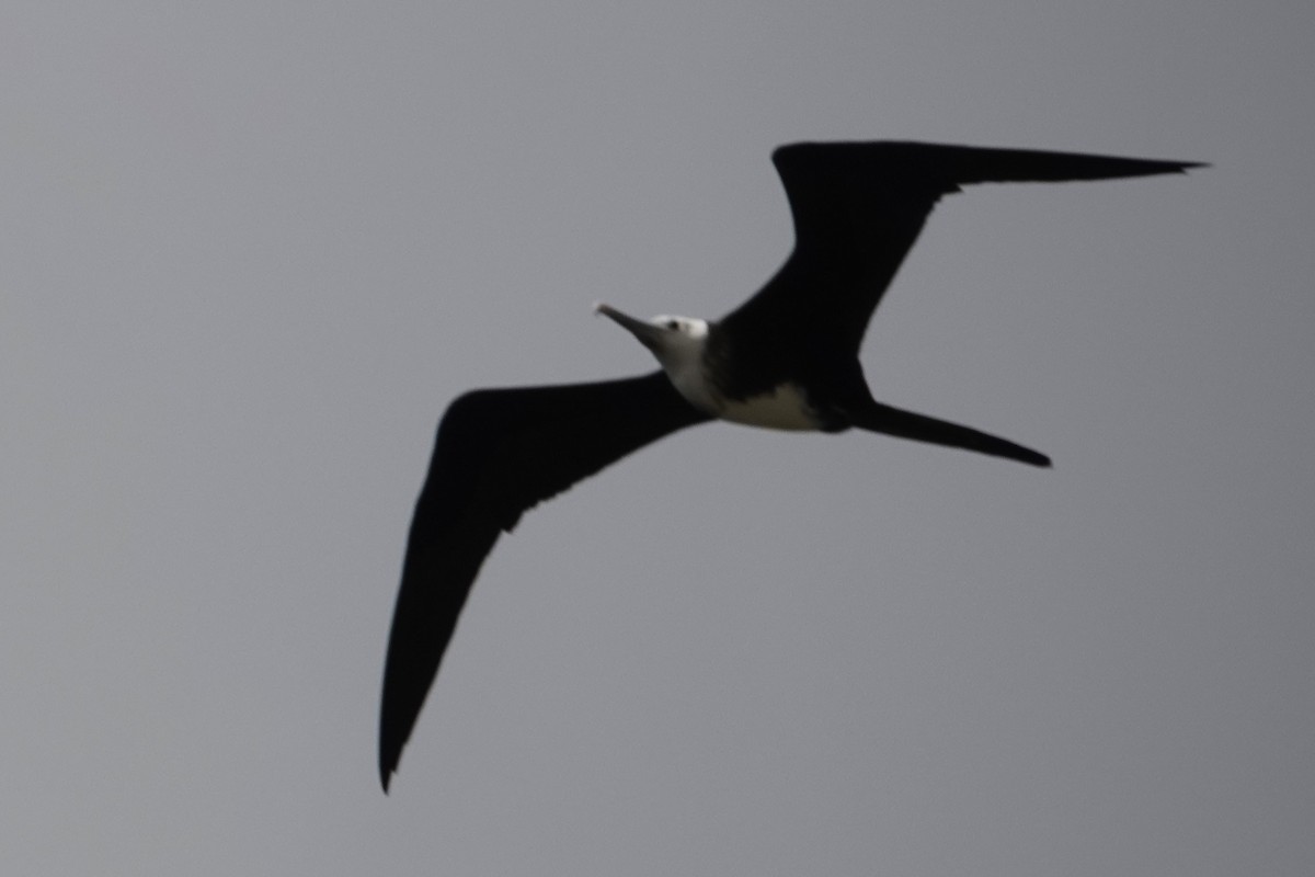 Magnificent Frigatebird - ML611482869