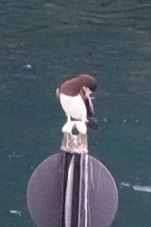 Brown Booby - ML611482878