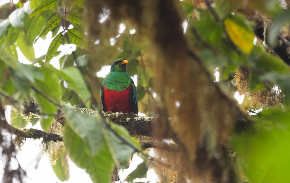 Golden-headed Quetzal - Jay McGowan