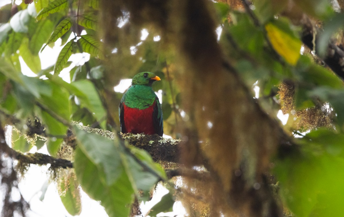 Golden-headed Quetzal - ML611482880