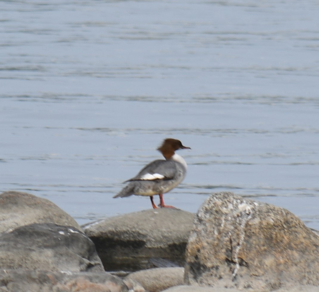 Common Merganser - ML611482882