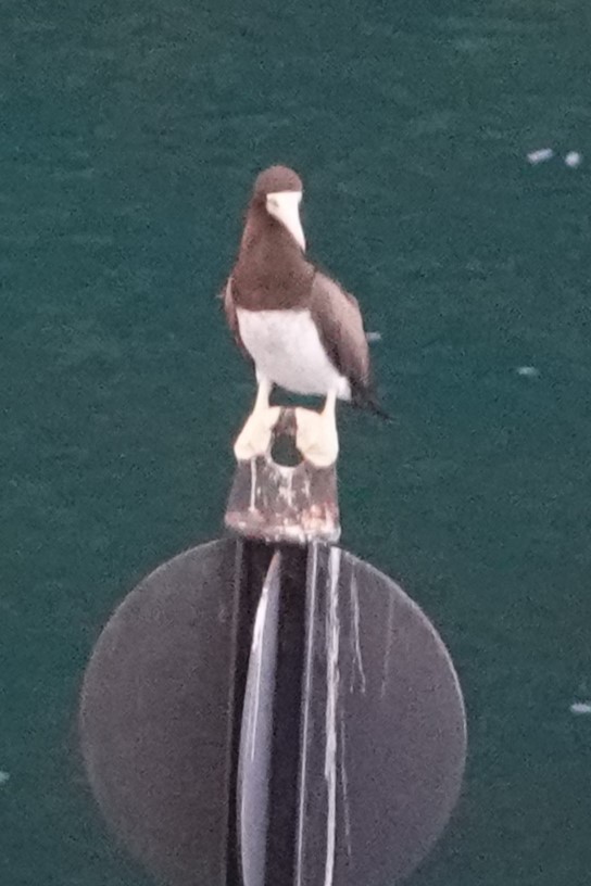 Brown Booby - ML611482886