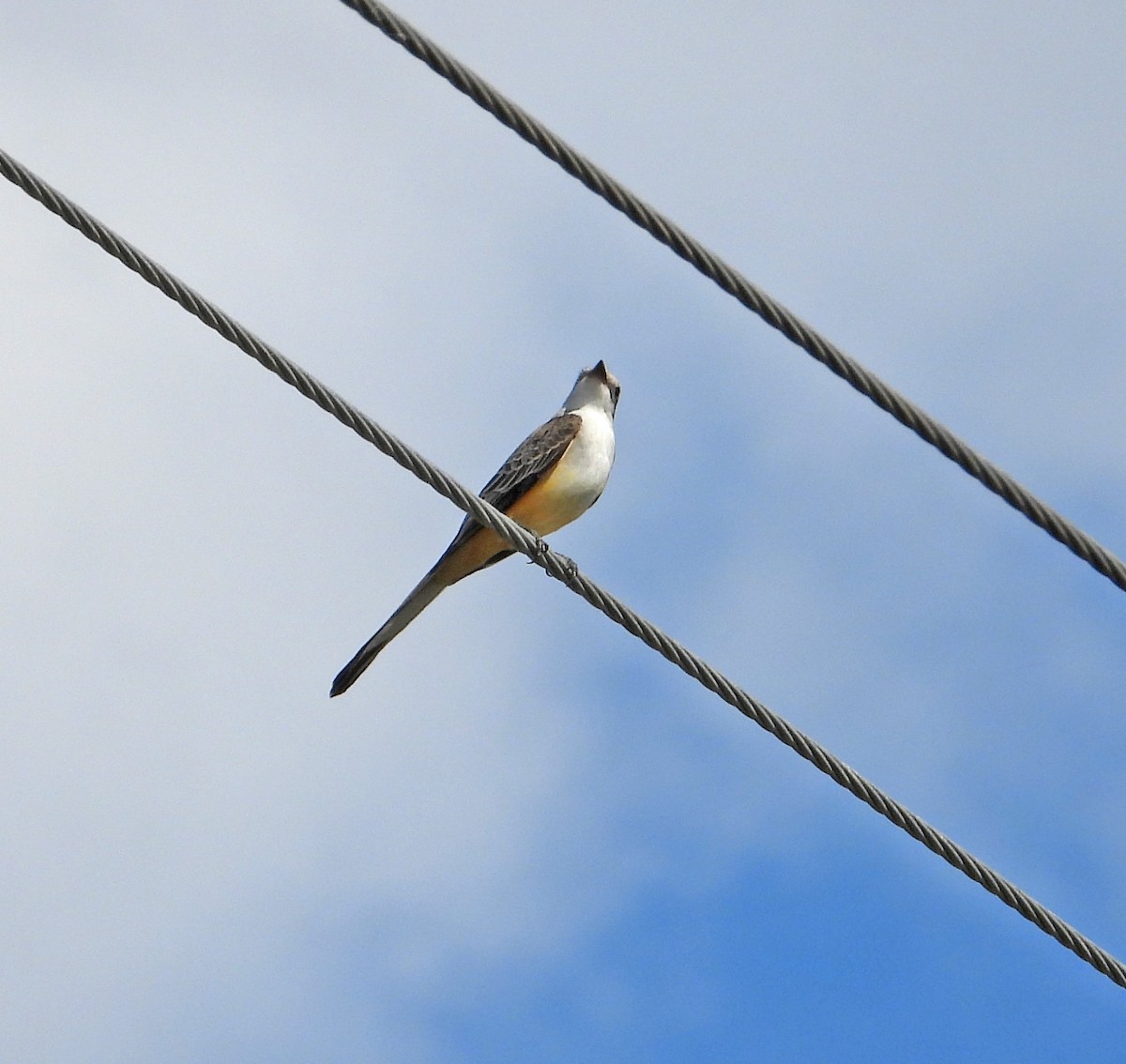 Scissor-tailed Flycatcher - ML611482890