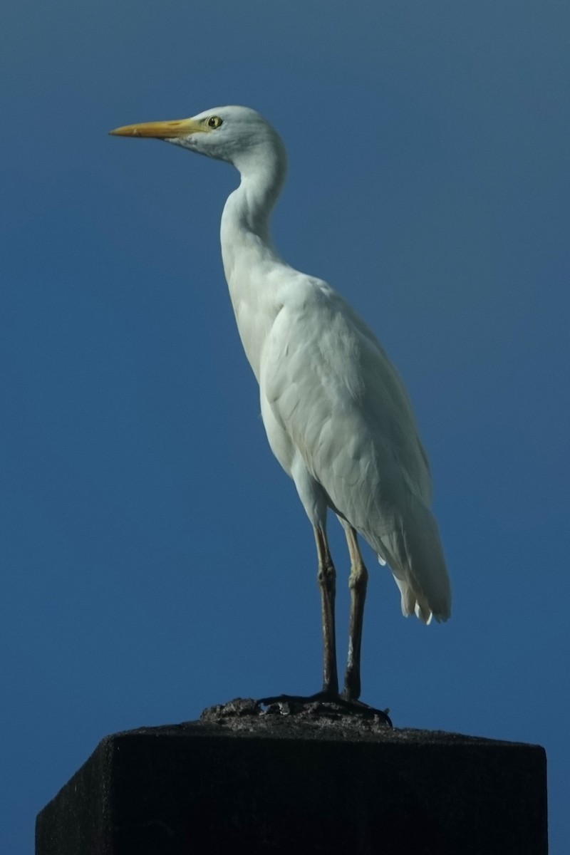 Great Egret - ML611482897