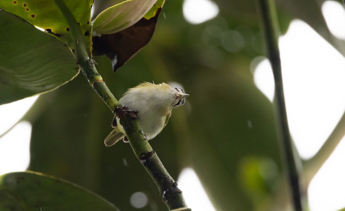 Vireo Chiví (grupo agilis) - ML611482926