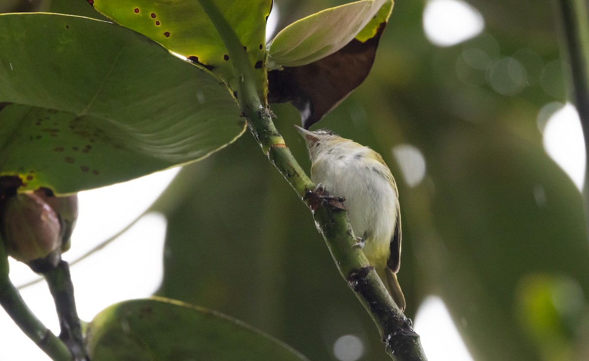 Chivi Vireo (resident) - Jay McGowan