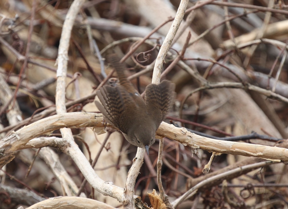 House Wren (Northern) - ML611482941