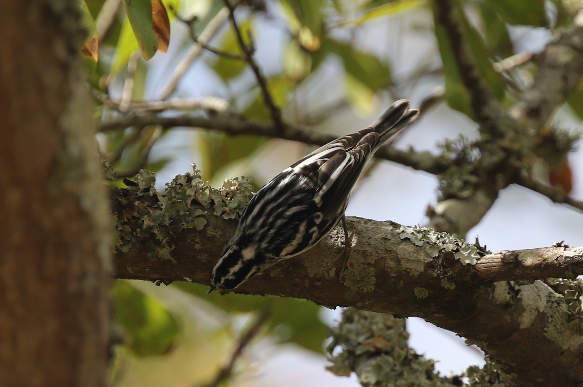 Black-and-white Warbler - ML611482952